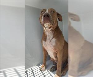American Pit Bull Terrier-Unknown Mix Dogs for adoption in Houston, TX, USA