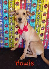 Labrador Retriever-Rat Terrier Mix Dogs for adoption in Lytle, TX, USA