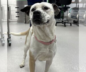 Mutt Dogs for adoption in Washington, DC, USA