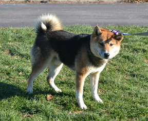 Shiba Inu Dogs for adoption in Akron, OH, USA