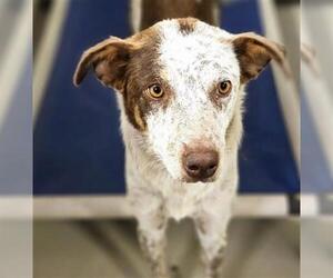 Border Collie Dogs for adoption in Bakersfield, CA, USA