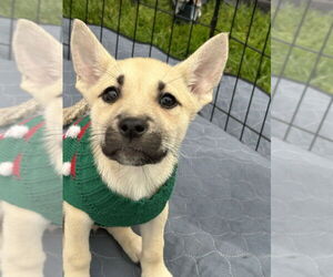 Border Collie-Boxer Mix Dogs for adoption in San Diego , CA, USA