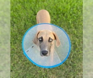 Great Dane-Unknown Mix Dogs for adoption in Lakewood, CO, USA
