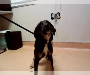 German Shepherd Dog-Unknown Mix Dogs for adoption in Martinez, CA, USA