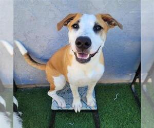 American Pit Bull Terrier-Unknown Mix Dogs for adoption in Camarillo, CA, USA