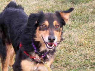 Border-Aussie Dogs for adoption in Fort Wayne, IN, USA