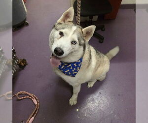 Siberian Husky Dogs for adoption in Long Beach, CA, USA