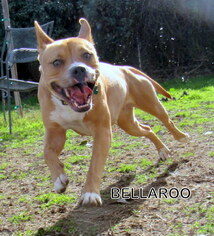 Bullboxer Pit Dogs for adoption in Lindsay, CA, USA