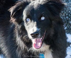 Bordernese Dogs for adoption in Anchorage, AK, USA