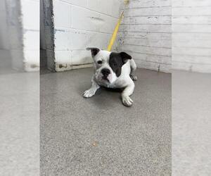 Mutt Dogs for adoption in San Bernardino, CA, USA