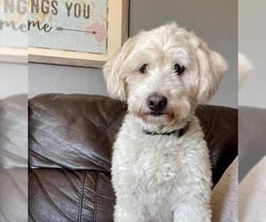 Goldendoodle (Miniature) Dogs for adoption in Des Moines, IA, USA