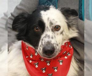 Border-Aussie Dogs for adoption in Garfield Heights, OH, USA