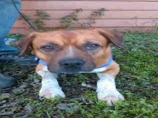 Saint Bernard Dogs for adoption in San Antonio, TX, USA