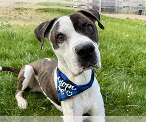 American Pit Bull Terrier Dogs for adoption in Pueblo, CO, USA
