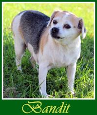 Beagle Dogs for adoption in Sullivan, IN, USA