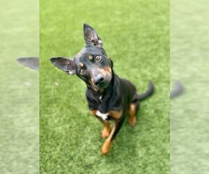 Shepweiller Dogs for adoption in Baytown, TX, USA