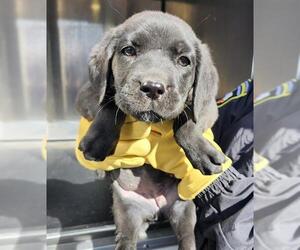 German Wirehaired Pointer-Unknown Mix Dogs for adoption in San Antonio, TX, USA