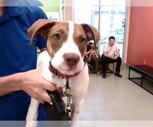 Pointer Dogs for adoption in Louisville, KY, USA