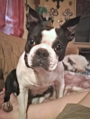 Faux Frenchbo Bulldog Dogs for adoption in Little Rock, AR, USA