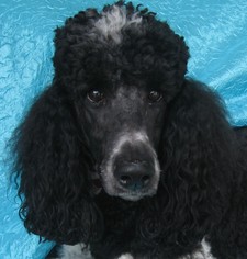 Poodle (Standard) Dogs for adoption in Cuba, NY, USA
