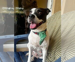 Mutt Dogs for adoption in Miami, FL, USA