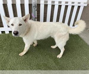 German Shepherd Dog-Unknown Mix Dogs for adoption in Modesto, CA, USA