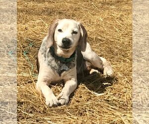 Beagle Dogs for adoption in Livonia, MI, USA