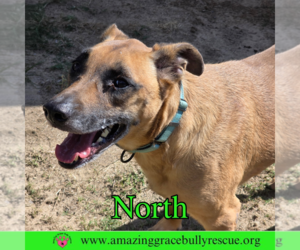 Mutt Dogs for adoption in Pensacola, FL, USA