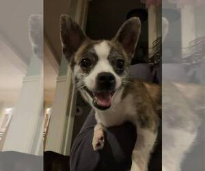 Chihuahua-Unknown Mix Dogs for adoption in Catasauqua, PA, USA