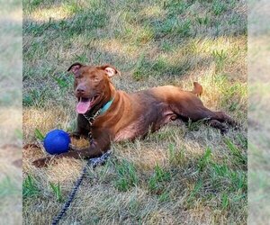 Labrador Retriever Dogs for adoption in Denison, TX, USA