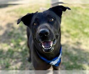 Labrador Retriever-Unknown Mix Dogs for adoption in Pueblo, CO, USA