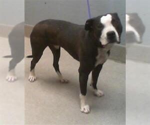 American Pit Bull Terrier-Unknown Mix Dogs for adoption in Las Vegas, NV, USA