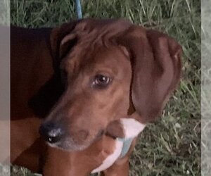 Redbone Coonhound Dogs for adoption in Canton, CT, USA