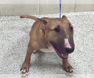 Bull Terrier Dogs for adoption in Conroe, TX, USA
