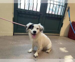 Papillon-Unknown Mix Dogs for adoption in Pasadena, CA, USA