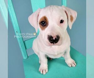 Medium Photo #1 American Pit Bull Terrier Puppy For Sale in Woodbridge, VA, USA