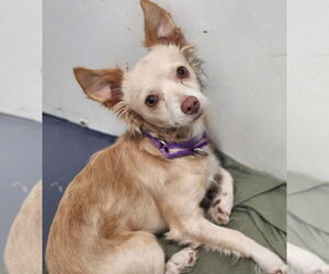 Chihuahua Dogs for adoption in Walnutport, PA, USA