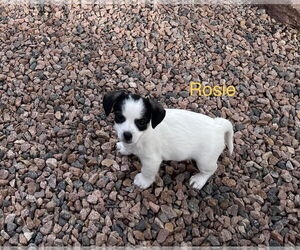 Chihuahua-Unknown Mix Dogs for adoption in Colorado Springs, CO, USA