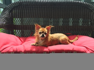 Medium Photo #1 Cheeks Puppy For Sale in Fort Lauderdale, FL, USA