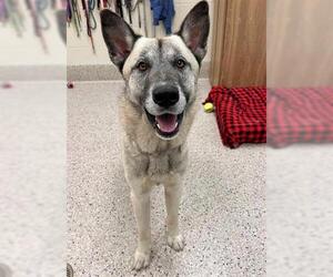 German Shepherd Dog-Unknown Mix Dogs for adoption in Brighton, CO, USA