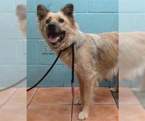 German Shepherd Dog-Unknown Mix Dogs for adoption in Downey, CA, USA