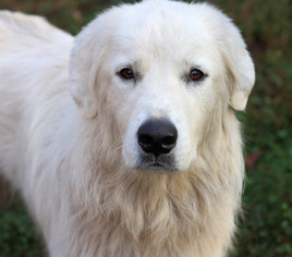 Great Pyrenees Dogs for adoption in Danbury, CT, USA
