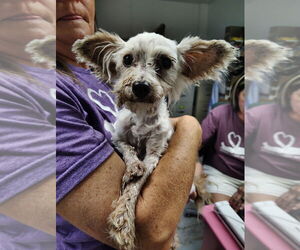 Mutt Dogs for adoption in Linton, IN, USA