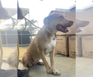 American Pit Bull Terrier Dogs for adoption in Bakersfield, CA, USA