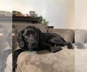 Labrador Retriever Dogs for adoption in BULLARD, TX, USA