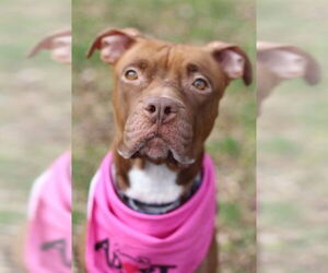 Mutt Dogs for adoption in Louisville, KY, USA