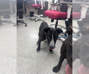 American Pit Bull Terrier-German Shepherd Dog Mix Dogs for adoption in Pasadena, TX, USA