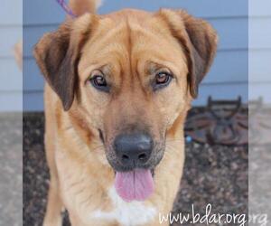 Saint Bernard Dogs for adoption in Cheyenne, WY, USA