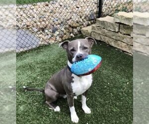 American Pit Bull Terrier-Unknown Mix Dogs for adoption in Blacklick, OH, USA