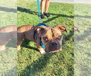 Bulldog Dogs for adoption in Mundelein, IL, USA